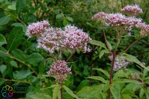 Eupatorium cannabinum_LR